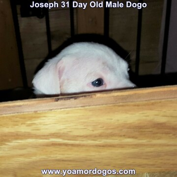 Medium Photo #29 Dogo Argentino Puppy For Sale in PINEVILLE, MO, USA