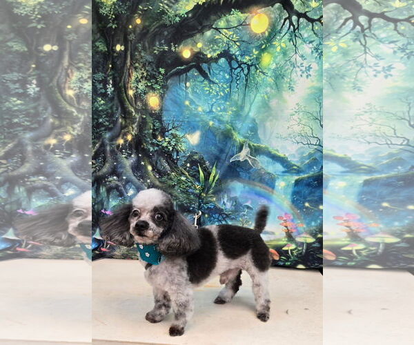 Medium Photo #6 Poodle (Toy) Puppy For Sale in Gulfport, MI, USA
