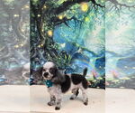 Small #5 Poodle (Toy)