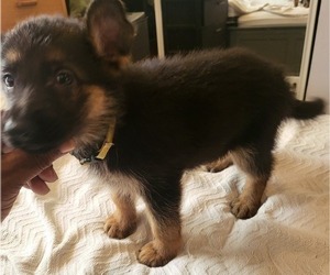 Medium German Shepherd Dog