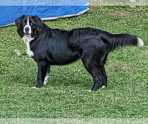 Father of the Bordernese puppies born on 02/22/2026