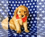 Small Photo #3 Golden Cavalier Puppy For Sale in HONEY BROOK, PA, USA