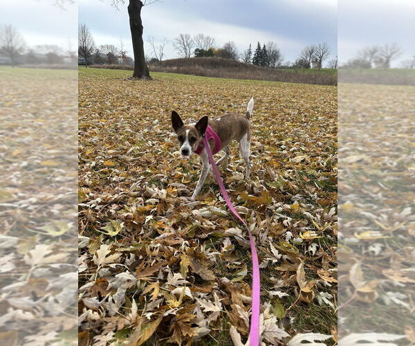 Medium Photo #4 Chihuahua-Unknown Mix Puppy For Sale in Mundelein, IL, USA