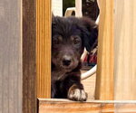 Small #7 Australian Shepherd Mix