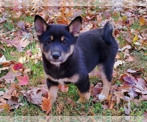 Shiba Inu Puppy for sale in CLARK, MO, USA