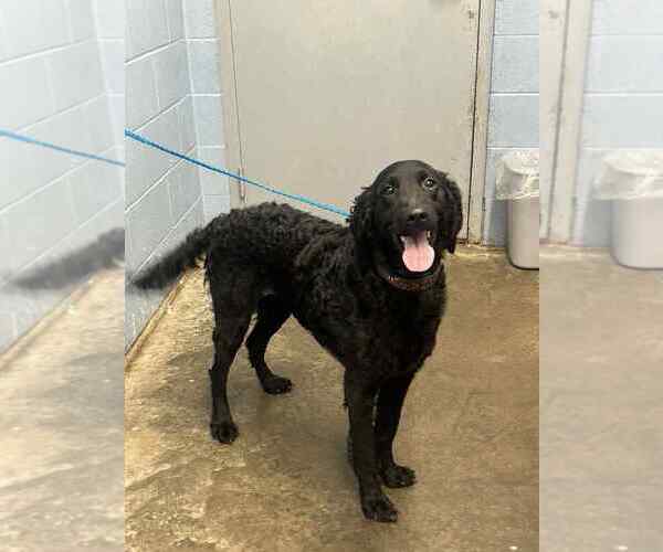 Medium Photo #3 Labrador Retriever-Unknown Mix Puppy For Sale in Evansville, IN, USA