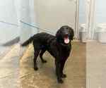 Small #2 Labrador Retriever Mix