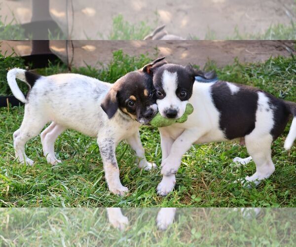 Medium Photo #5 Pointer-Unknown Mix Puppy For Sale in Minneapolis, MN, USA