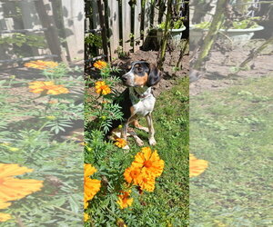 Mable - BO - Female Mutt Dog for Adoption - Photo #2