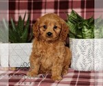Small #3 Cavapoo