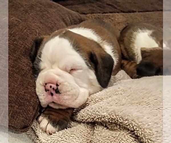 Medium Photo #1 Boxer Puppy For Sale in LIVERMORE, CA, USA