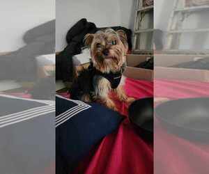 Yorkshire Terrier Puppy for sale in NEW YORK, NY, USA