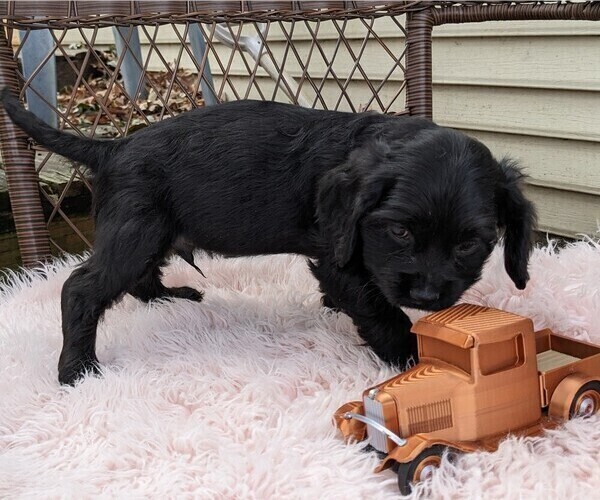 Medium Photo #39 Cock-A-Poo Puppy For Sale in SALEM, MO, USA
