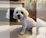 Small #1 Poodle (Miniature)