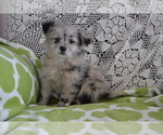 Puppy Vickie Pomeranian-Zuchon Mix