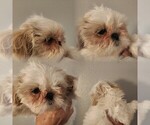 Small #3 Shih Tzu