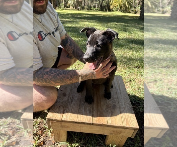 Medium Photo #4 Belgian Malinois Puppy For Sale in LAKE MARY, FL, USA