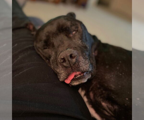 Medium Photo #26 American Pit Bull Terrier Puppy For Sale in Fargo, ND, USA
