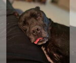 Small #25 American Pit Bull Terrier