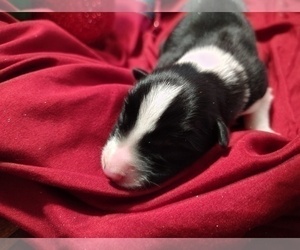 Medium Border Collie