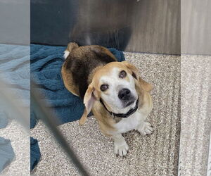 Beagle Dogs for adoption in Martinsburg, WV, USA
