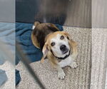 Small Beagle