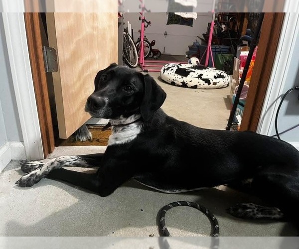 Medium Photo #3 Pointer-Unknown Mix Puppy For Sale in Germantown, OH, USA