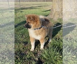 Small Photo #3 Shiba Inu Puppy For Sale in STELLA, MO, USA