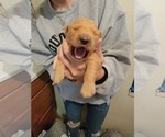 Small Photo #4 Golden Retriever Puppy For Sale in RENO, NV, USA