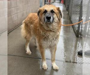 Anatolian Shepherd-Unknown Mix Dogs for adoption in Modesto, CA, USA