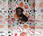 Small #4 Yorkshire Terrier