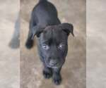 Small Mutt