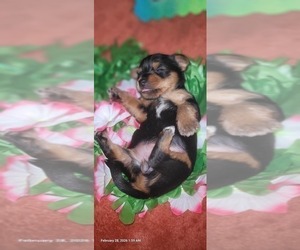 Medium Yorkshire Terrier