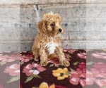 Small #9 Poodle (Miniature)