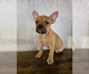 American Bulldog-French Bulldog Mix Puppy for sale in MORGANTOWN, PA, USA