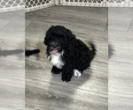 Small #1 Cavapoo (Miniature)