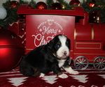 Puppy Cupid Miniature Australian Shepherd
