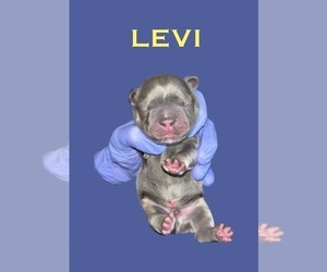 French Bulldog Puppy for sale in FRANKLIN, IN, USA