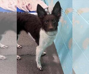 Mutt Dogs for adoption in Woodland, CA, USA