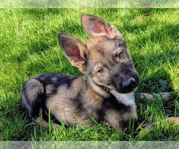 Medium Photo #2 German Shepherd Dog-Unknown Mix Puppy For Sale in Sandy, UT, USA
