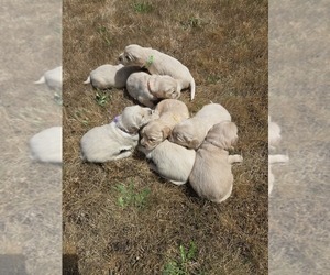 Golden Retriever Puppy for Sale in EUGENE, Oregon USA