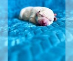 Puppy Puppy I Labrador Retriever