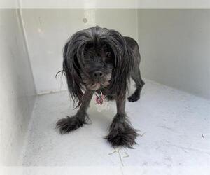 Shih Tzu Dogs for adoption in Houston, TX, USA