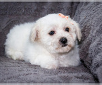 Small #1 Bichon Frise