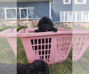 Poodle (Miniature) Puppy for sale in REMSEN, IA, USA