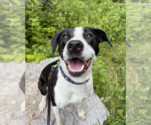 AC - Gumbo aka Gumby - Male Borador Dog for Adoption - Photo #34