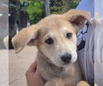 Small #5 Anatolian Shepherd-German Shepherd Dog Mix