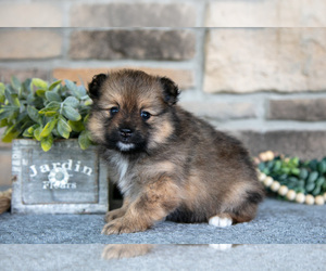 Medium Pomeranian