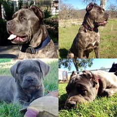 Father of the Cane Corso puppies born on 06/29/2017