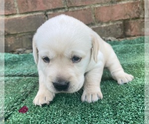 Labrador Retriever Puppy for sale in OSYKA, MS, USA